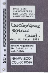 Etikette zu Cardiorhinus opacus (NHMW-ZOO-COL-0010597)